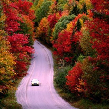 Daba, veģetācija, ceļš, lapu koks, lapa, sarkana, ainava, ceļa segums, krūms, rudens, 