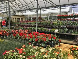 Trädgårdscentrets chef uppmanar plantskolor att stänga under låsning