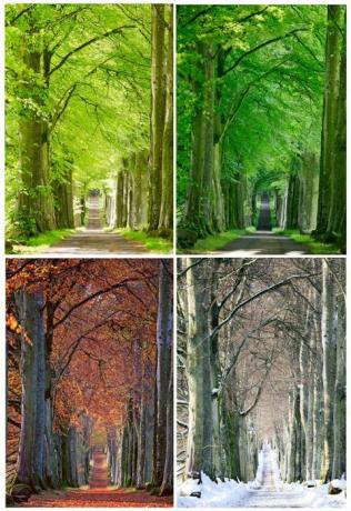 美しい秋の風景：ブナの木、スコットランド、ドラモンド城