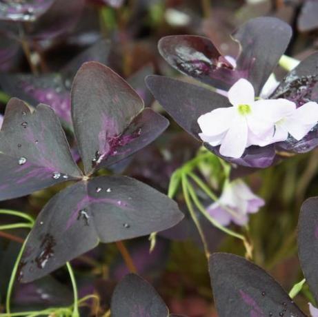 Oxalis regnellii atropurpureum augalas su purpurine lapija ir baltomis gėlėmis