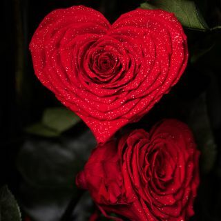 Красный, Роза, Флорибунда, Лепесток, Срезанные цветы, Семья Роуз, Цветок, Садовые розы, День святого Валентина, Растение, 