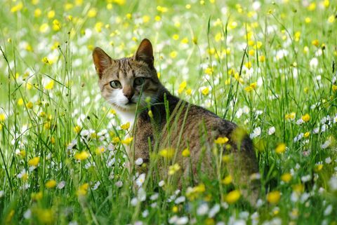 Pisică în iarbă