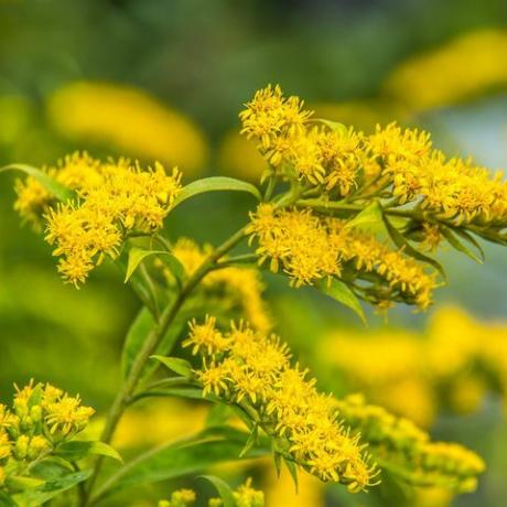 solidago canadensis canadian goldenrod สีเหลือง ดอกไม้ฤดูร้อน พืชสมุนไพร