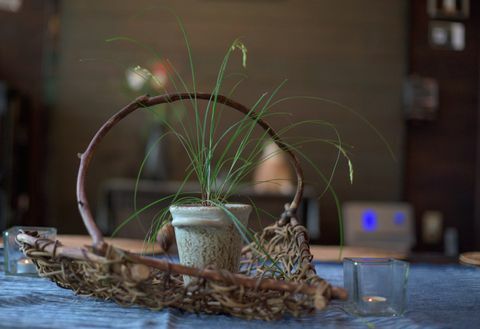Јапански стил, биљка у саксији