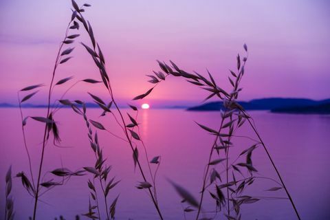 Kroatië, Dalmatië, in de buurt van Sibenik, Zee, grassen bij zonsondergang