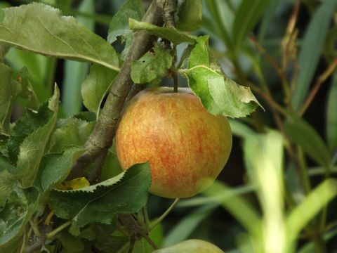 Ябълкови дървета - на клон