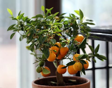 kleiner Mandarinenbaum in einem Indoor-Garten Auf diesem Foto können Sie den winzigen Baum mit vielen reifen Früchten sehen, die von seinen Zweigen hängen buntes Nahaufnahmebild des neutralen Hintergrunds der Pflanze