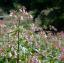 Веснянка японська, гімалайський бальзам можуть поширитися на британські сади цієї весни
