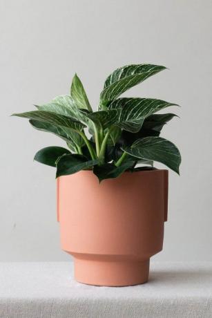 obľúbené izbové rastliny filodendron birkin