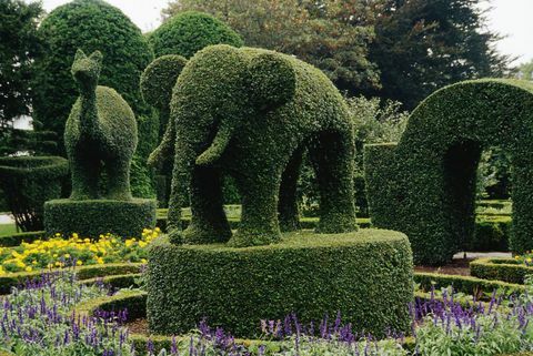 topiary slonovi