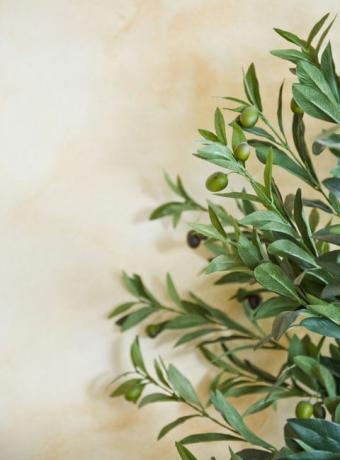 Oliven på træet