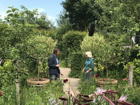camilla, cornwall düşesi bbc programı bahçıvanların dünyasında bir görünüm sırasında bahçesi hakkında röportaj yapıyor