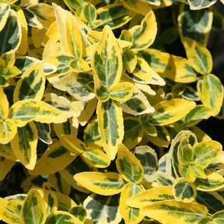 Euonymus Fortunei 'Smaragd 'n' Gold'