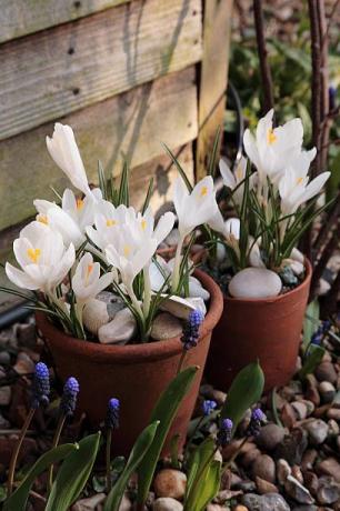 rhs garden, wisley, surrey primo piano di tulip tulipa cosmopolita rosa, primavera, bulb