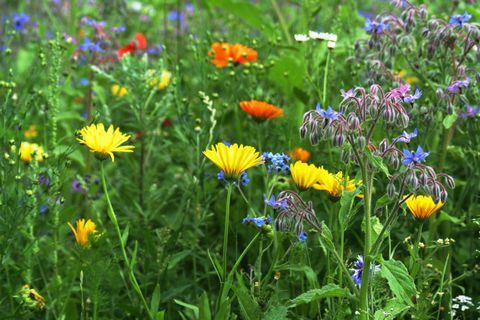 ग्रीष्मकालीन घास के मैदान में कॉर्नफ्लावर, बोरेज, खसखस, गेंदा और अन्य जंगली फूल