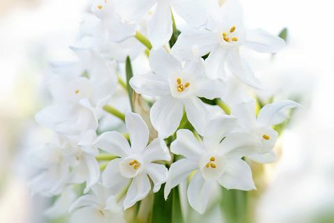 'Popieriniai balti' narcizai - Narcissus panizzianus balti Pavasarį žydintys narcizai
