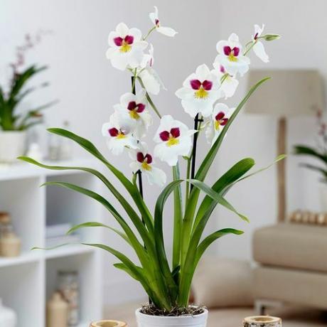 Miltoniopsis 'Herr Alexander'pansy orchidej