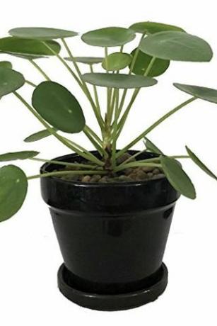 Pilea peperomioides, 4-tommers gryte