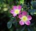 Градинска тетрадка: ароматни цветя, билки и саксии