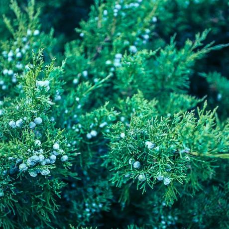 cabang juniper abstrak dengan latar belakang berry tekstur asli juniperus squamata alami