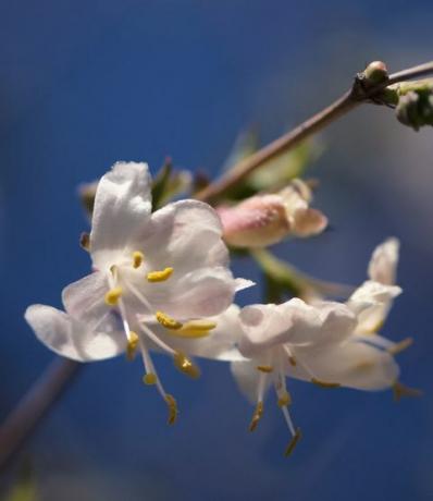 Winterblühendes Geißblatt in voller Blüte vor strahlend blauem Himmel