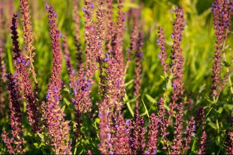 hraniční rostlina, kvetoucí šalvěj zahradní, šalvěj kulinářská, šalvěj lékařská pole čerstvých fialových květů růžová letní louka pozadí šalvěj