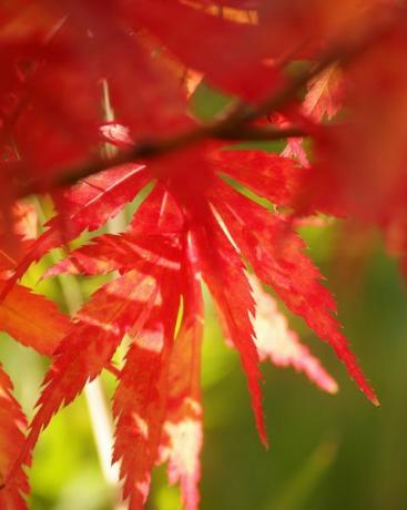 fotografia jesenná farba listov odrody stromu acer palmatum atropurpureum krvavé červené listy japonského javora na strome so slnečným žiarením