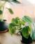 6 protingi „TikTok“ įsilaužimai, kaip atsikratyti kambarinių augalų musių