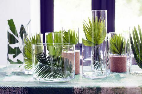 Posebne palme - sobne rastline v zaprtih prostorih