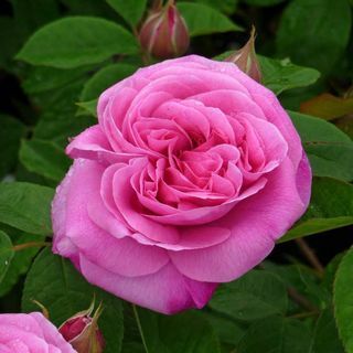 Роза «Гертруда Джекилл»
