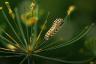 Caterpillars შეუძლია შექმნას ჯანსაღი ბაღი, ამბობს RHS