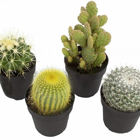 Kaktusové rastliny, 4-balenie
