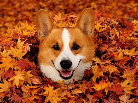 犬、葉、肉食動物、落葉性、犬種、オレンジ、琥珀色、秋、ウェルシュコーギー、イヌ科、 