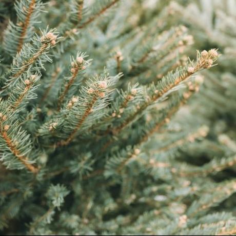 přírodní vánoční stromky na farmářském trhu zblízka na větev borovice selektivní zaměření, kopie prostor