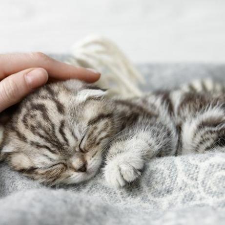 Поглаживание спящего котенка скоттиш-фолд