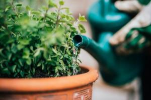 Water besparen: een waterbesparende benadering van tuinieren toepassen?