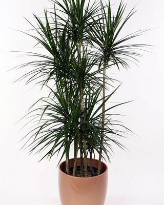 6" 드라세나 마지나타 식물