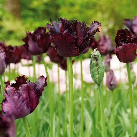 Črni tulipani