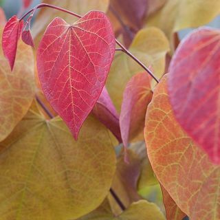 Cercis Canadensis 'Eternal Flame'®