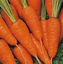 Sementes de cenoura