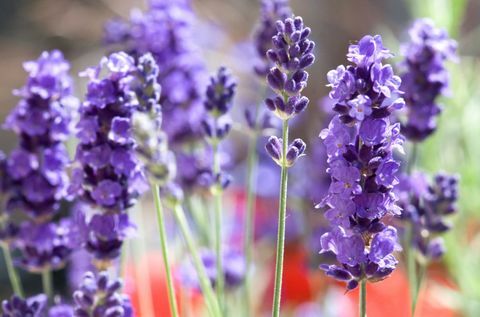 Lavendel, lila, blomma, violett, lavendel, blommande växt, engelsk lavendel, ettårig växt, makrofotografering, vildblomma, 