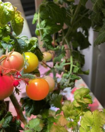 klikni i uzgajaj žutu rajčicu
