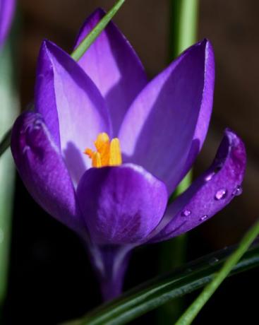 un bellissimo croco viola che si apre per la primavera, il più duro dei piccoli fiori poiché si aprono presto per portarci qualcosa di cui abbiamo tanto bisogno colore mentre il tempo è ancora miserabile e freddo ho catturato questo sotto il sole che è stato un bene raro di recente