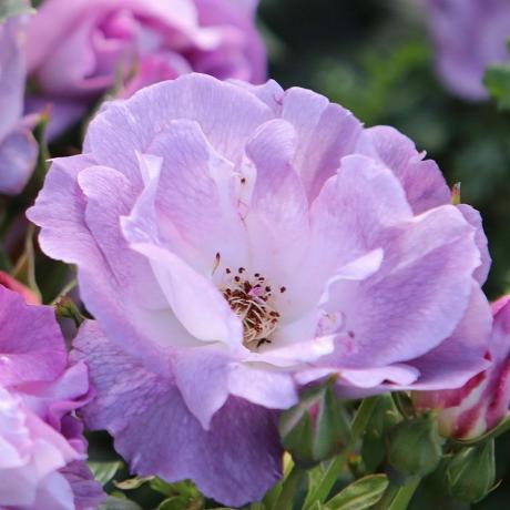 Růžově modrá pro tebe (floribunda)