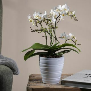 Orhideja 'Wild' White v keramičnem loncu