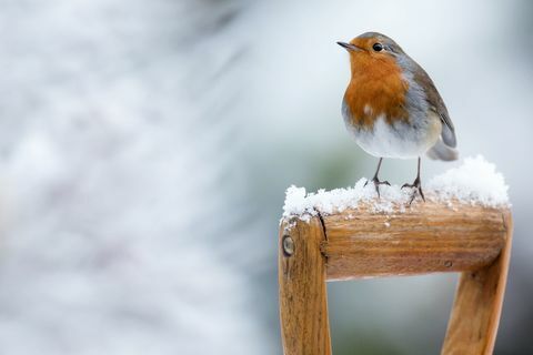 Робин в зимен сняг - седнал на дръжката на лопатата