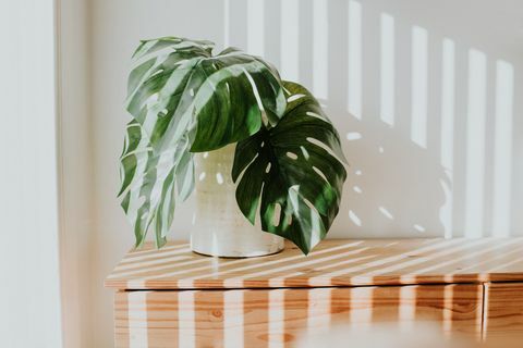 stilig rustikk hvit planter med sveitsisk osteplante, mot hvit vegg med lysstrømmer som belyser rommet minimalistisk konsept og plass til kopi