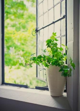მწვანე აივის მცენარე იჯდა ღია ტყვიის ფანჯარასთან