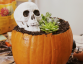 Pumpkin Succulent Halloween DIY Idé