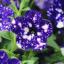 Les fleurs violettes du ciel nocturne doivent être plantées dans votre jardin